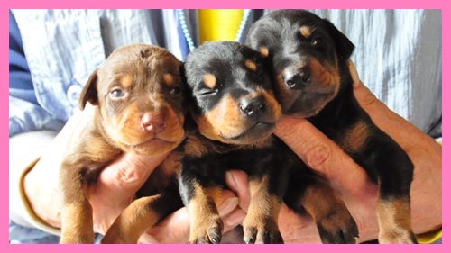 ドーベルマン ブリーダー子犬販売専門店　Angel wan 東京　神奈川　千葉