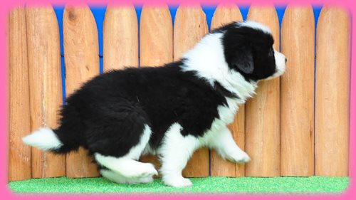 ボーダーコリー ブリーダー子犬販売専門店　Angel wan 東京　神奈川　千葉