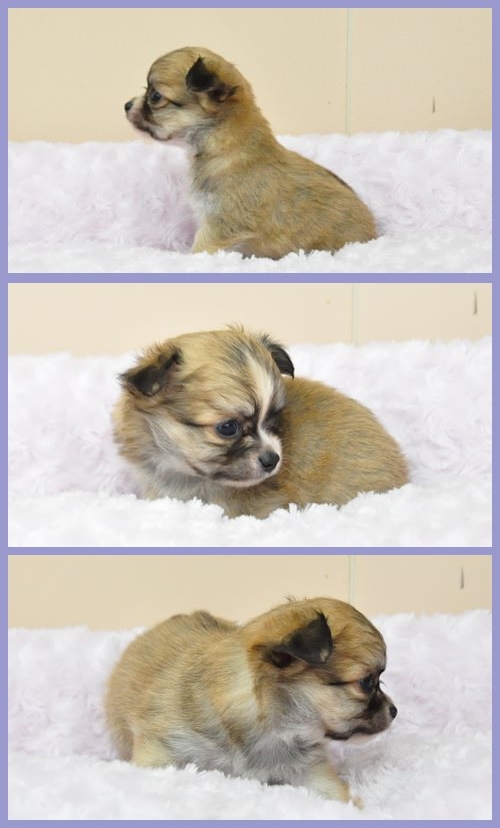 チワワ ブリーダー子犬販売専門店 Angel wan 東京 神奈川 千葉