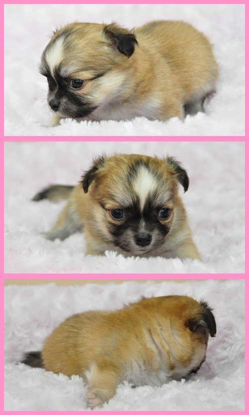 チワワ ブリーダー子犬販売専門店　Angel wan 東京　神奈川　千葉