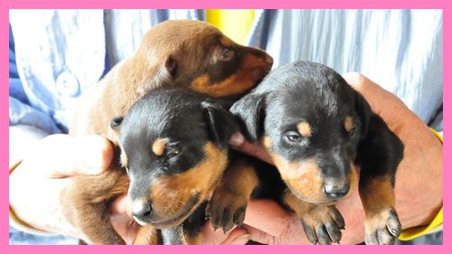 ドーベルマン ブリーダー子犬販売専門店　Angel wan 東京　神奈川　千葉