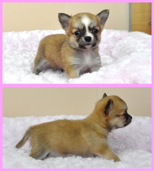 チワワ ブリーダー子犬販売専門店　Angel wan 東京　神奈川　千葉