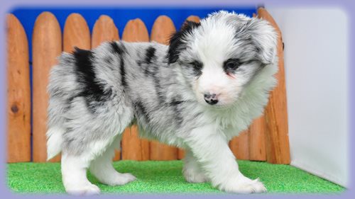 ボーダーコリー ブリーダー子犬販売専門店 Angel wan 東京 神奈川 千葉