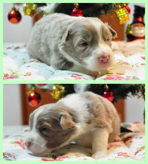 ボーダーコリー ブリーダー子犬販売専門店　Angel wan 東京　神奈川　千葉