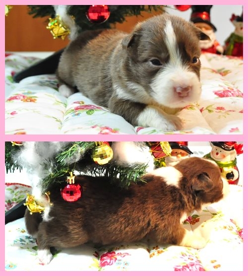 ボーダーコリー ブリーダー子犬販売専門店　Angel wan 東京　神奈川　千葉