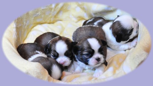 シーズー ブリーダー子犬販売専門店　Angel wan 東京　神奈川　千葉