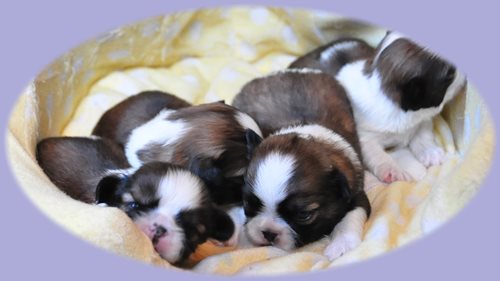 シーズー ブリーダー子犬販売専門店　Angel wan 東京　神奈川　千葉