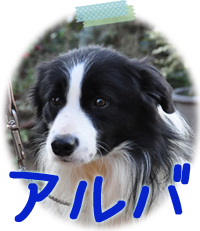 ボーダーコリー ブリーダー子犬販売専門店　Angel Wan　横浜