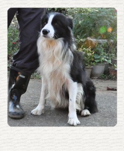 ボーダーコリー　ブリーダー子犬販売専門店　Angel Wan 東京　神奈川　千葉