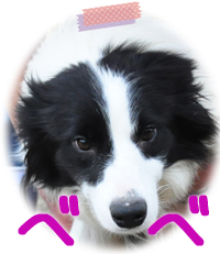 ボーダーコリー　ブリーダー子犬販売専門店　Angel Wan　横浜