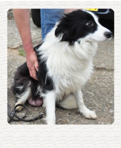 ボーダーコリー　ブリーダー子犬販売専門店　Angel Wan 東京　神奈川　千葉