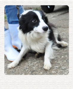 ボーダーコリー　ブリーダー子犬販売専門店　Angel Wan 東京　神奈川　千葉