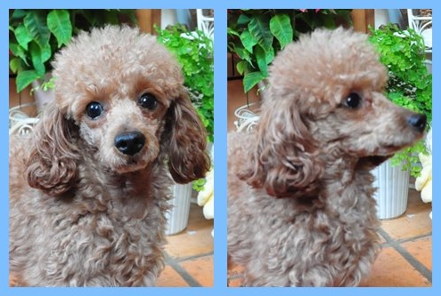 トイプードル ブリーダー子犬販売専門店 Angel wan 東京 神奈川 千葉