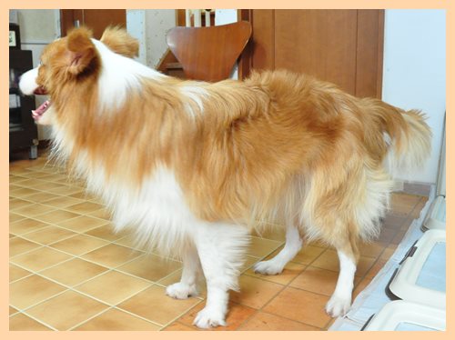 ボーダーコリー ブリーダー子犬販売専門店 Angel wan 東京 神奈川 千葉