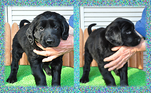 フラットコーテッドレトリバー　オス　子犬販売の専門店　AngelWan　横浜　神奈川