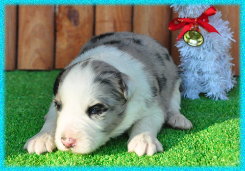 ボーダーコリー ブルーマール オス 子犬販売の専門店 AngelWan 横浜 神奈川