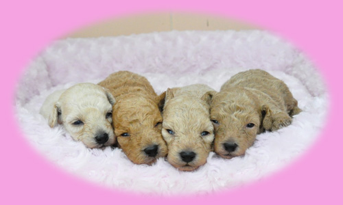 トイプードル　ホワイト　クリーム　アプリコット　子犬販売の専門店　AngelWan　横浜