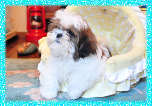 シーズー　ホワイト＆ゴールド　子犬販売の専門店　AngelWan　横浜　神奈川
