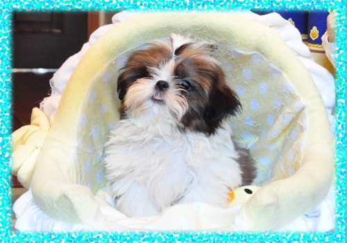 シーズー ホワイト&ゴールド オス 子犬販売の専門店 AngelWan 横浜 神奈川