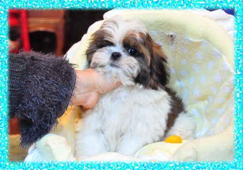 シーズー　ホワイト＆ゴールド　オス　子犬販売の専門店　AngelWan　横浜　神奈川