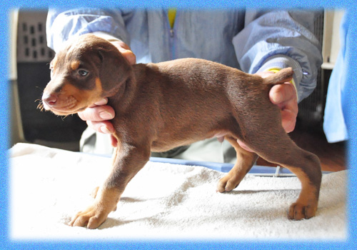 ドーベルマン　レッドタン　オス　子犬販売の専門店　AngelWan　横浜　神奈川