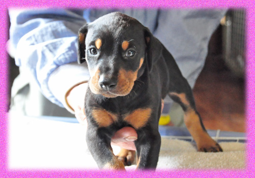 ドーベルマン ブラックタン メス 子犬販売の専門店 AngelWan 横浜 神奈川