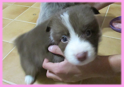 ボーダーコリー　メス　子犬販売の専門店　AngelWan　横浜　神奈川