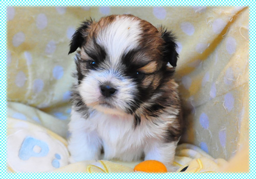 シーズー　ホワイト＆ゴールド　子犬販売の専門店　AngelWan　横浜　神奈川