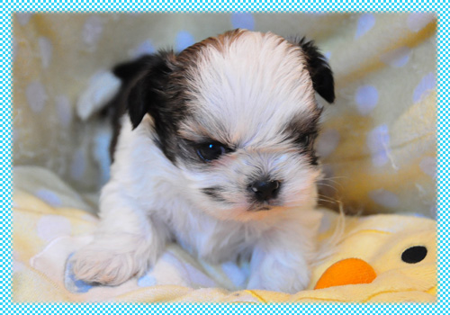 シーズー ホワイト&ゴールド オス 子犬販売の専門店 AngelWan 横浜 神奈川