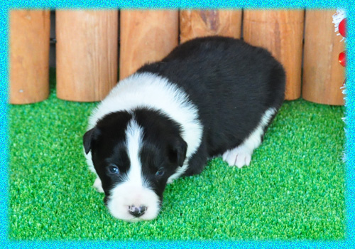ボーダーコリー ブラック&ホワイト オス 子犬販売の専門店 AngelWan 横浜 神奈川