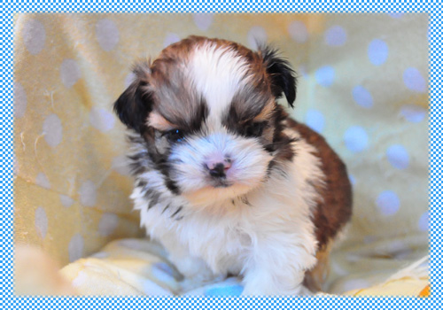 シーズー　ホワイト＆ゴールド　オス　子犬販売の専門店　AngelWan　横浜　神奈川