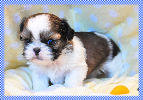 シーズー　ホワイト＆ゴールド　オス　子犬販売の専門店　AngelWan　横浜　神奈川