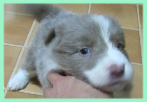 ボーダーコリー　イザベラ　オス　子犬販売の専門店　AngelWan　横浜　神奈川