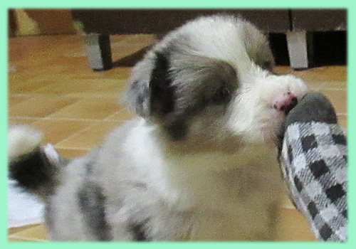 ボーダーコリー ブルーマール オス 子犬販売の専門店 AngelWan 横浜 神奈川