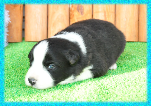 ボーダーコリー　ブラック＆ホワイト　オス　子犬販売の専門店　AngelWan　横浜　神奈川