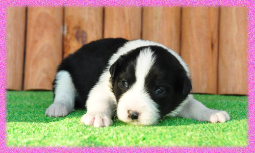ボーダーコリー　ブラック＆ホワイト　メス　子犬販売の専門店　AngelWan　横浜　神奈川