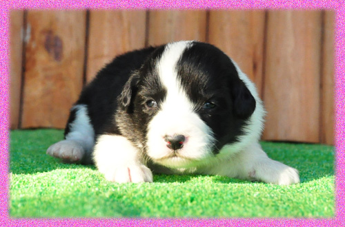 ボーダーコリー　ブラック＆ホワイト　メス　子犬販売の専門店　AngelWan　横浜　神奈川