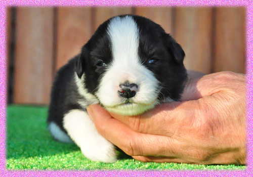 ボーダーコリー　ブラック＆ホワイト　メス　子犬販売の専門店　AngelWan　横浜　神奈川