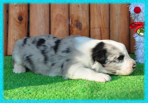 ボーダーコリー ブルーマール オス 子犬販売の専門店 AngelWan 横浜 神奈川