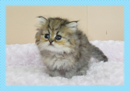 ペルシャチンチラ　チンチラゴールデン　子猫販売　AngelWan　横浜　神奈川