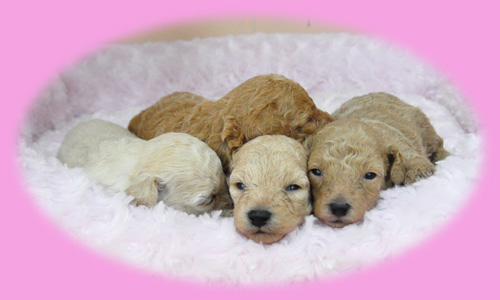 トイプードル　クリーム　ホワイト　アプリコット　子犬販売の専門店　AngelWan　横浜