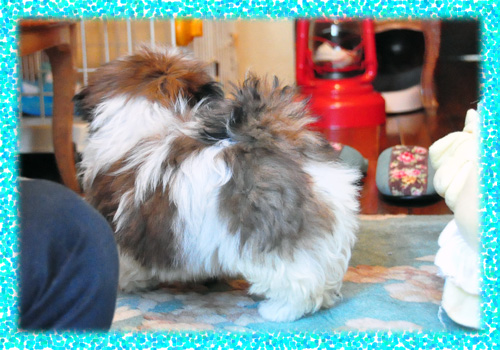 シーズー ホワイト&ゴールド 子犬販売の専門店 AngelWan 横浜 神奈川