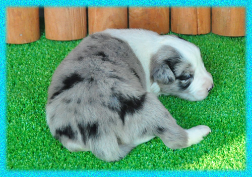 ボーダーコリー ブルーマール オス 子犬販売の専門店 AngelWan 横浜 神奈川