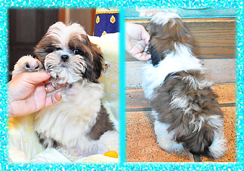 シーズー　ホワイト＆ゴールド　オス　子犬販売の専門店　AngelWan　横浜　神奈川