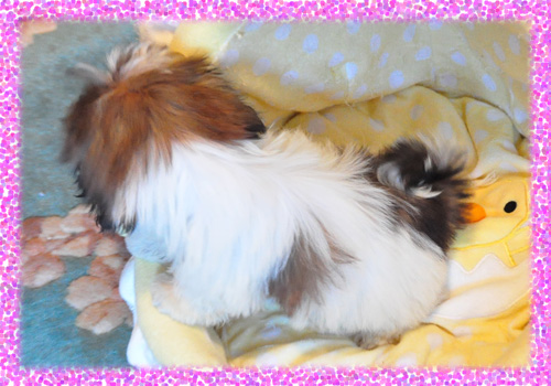 シーズー　ホワイト＆ゴールド　メス　子犬販売の専門店　AngelWan　横浜　神奈川