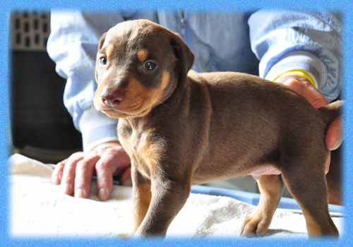 ドーベルマン　レッドタン　オス　子犬販売の専門店　AngelWan　横浜　神奈川