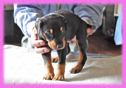 ドーベルマン ブラックタン メス 子犬販売の専門店 AngelWan 横浜 神奈川