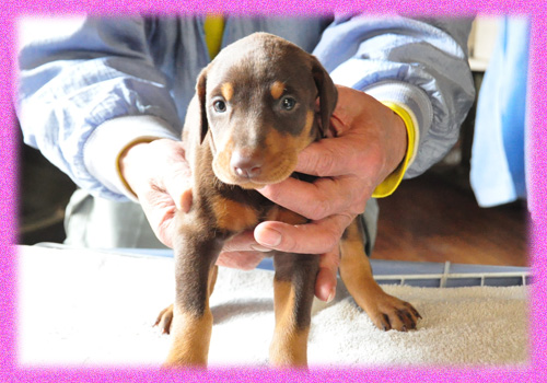 ドーベルマン　レッドタン　メス　子犬販売の専門店　AngelWan　横浜　神奈川
