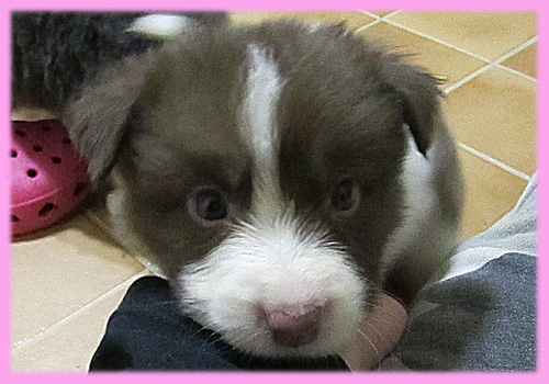 ボーダーコリー　メス　子犬販売の専門店　AngelWan　横浜　神奈川