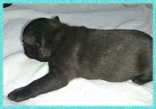 ミックス　フレンチブルドッグ　ボストンテリア　子犬販売の専門店　AngelWan　横浜　神奈川